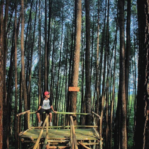 #explorebaubau Photo today by  taken at Hutan Pinus Samparona....