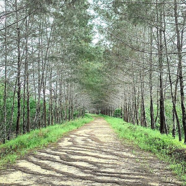 #explorebangka by  taken at Bangka Botanical Garden, Pangkalpinang.
#travelingin...