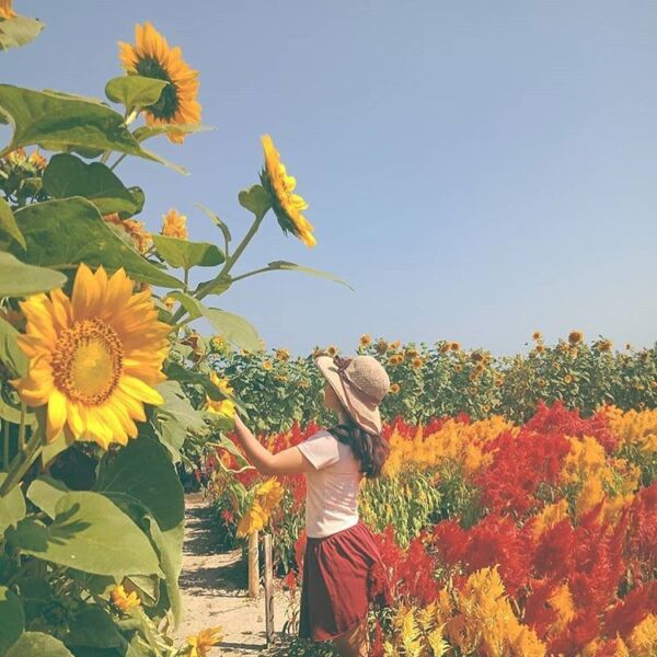 #explorejogja photo today by  taken around Kebun Bunga Matahari around Pantai Sa...