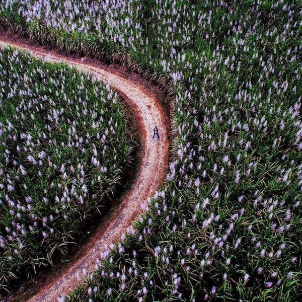 #explorejogja photo today by  taken at Kebun Tebu around Girimulyo, Kulon Progo....