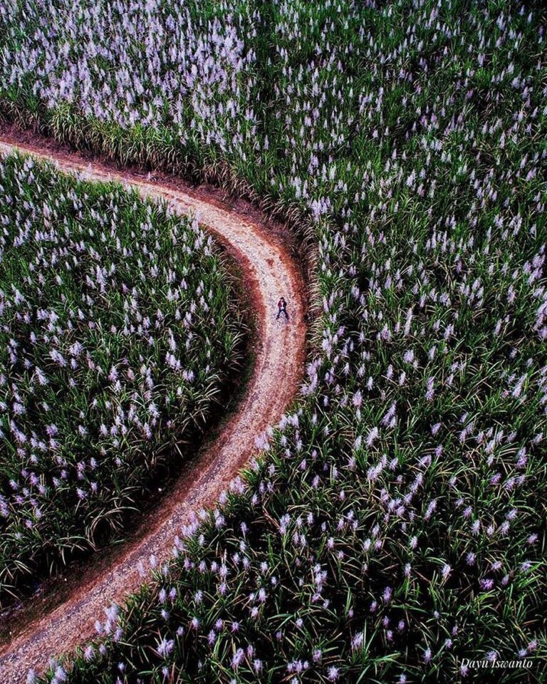 #explorejogja photo today by  taken at Kebun Tebu around Girimulyo, Kulon Progo....