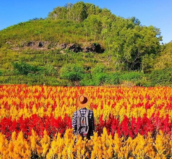 #explorejogja photo today by  taken around Pantai Sepanjang, Gunungkidul....