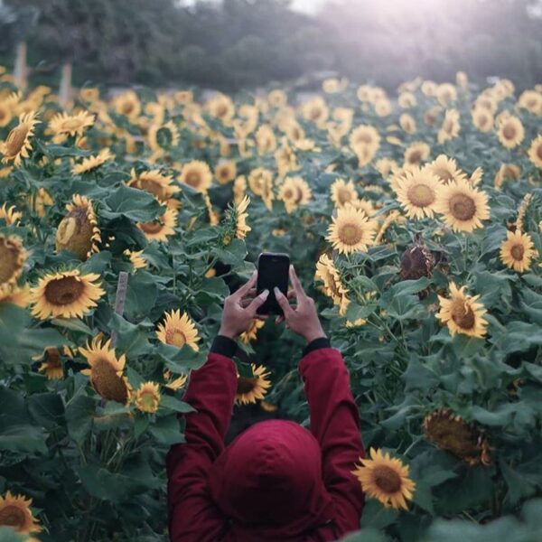 #explorejogja photo today by  taken at Kebun Bunga Matahari Pantai Samas, Bantul...