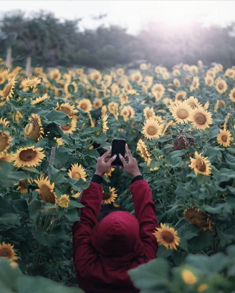 #explorejogja photo today by  taken at Kebun Bunga Matahari Pantai Samas, Bantul...
