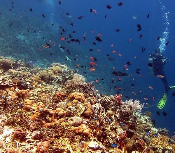 #explorealor Photo today by  Taken arround at Pantar, Alor,  Nusa Tenggara Timur...