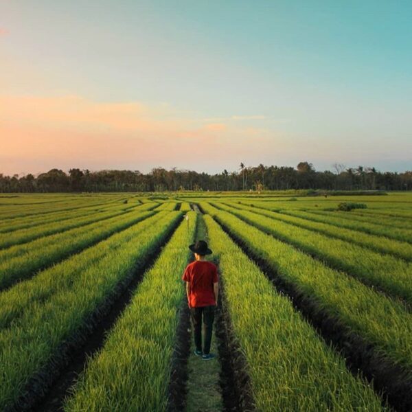 #explorejogja photo today by  taken around Kretek, Bantul....