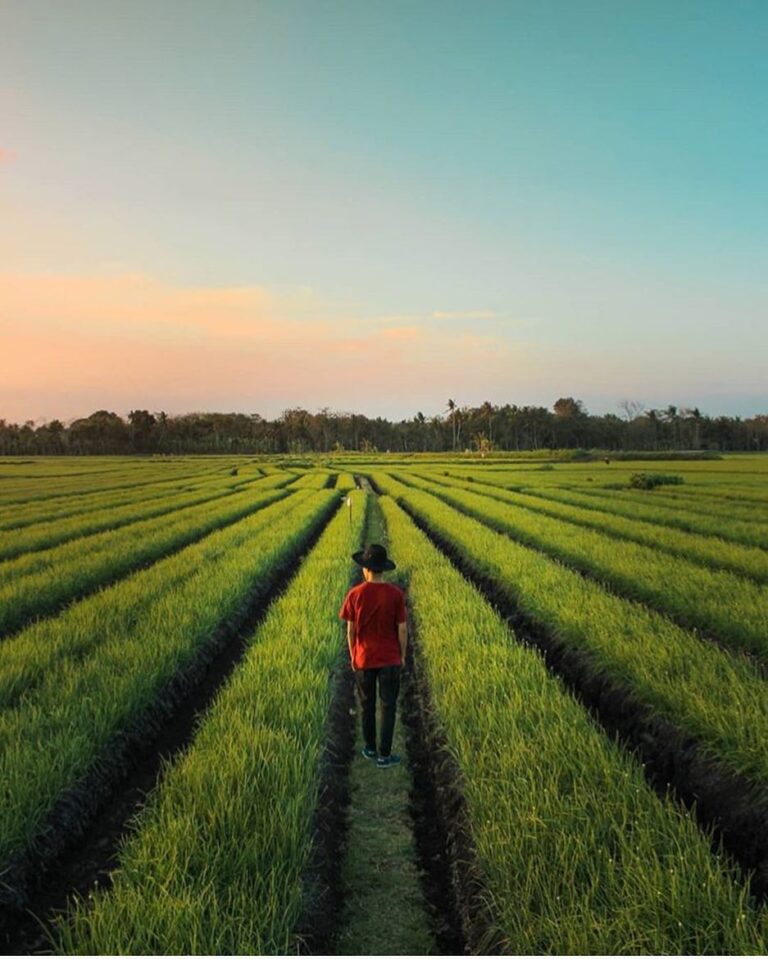 #explorejogja photo today by  taken around Kretek, Bantul....