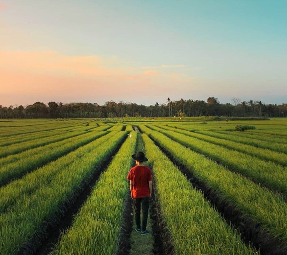 #explorejogja photo today by  taken around Kretek, Bantul....