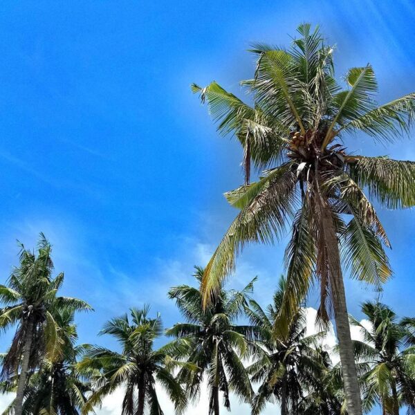 #explorealor Photo today by  Taken arround at Pantai Mali, Alor, Nusa Tenggara T...