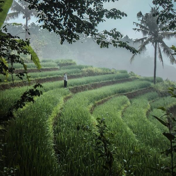 #explorejogja photo today by  taken around Persawahan Dlingo, Bantul....