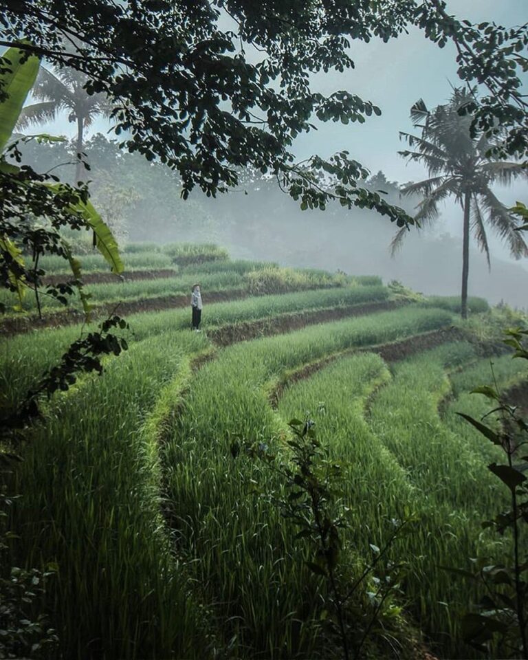 #explorejogja photo today by  taken around Persawahan Dlingo, Bantul....