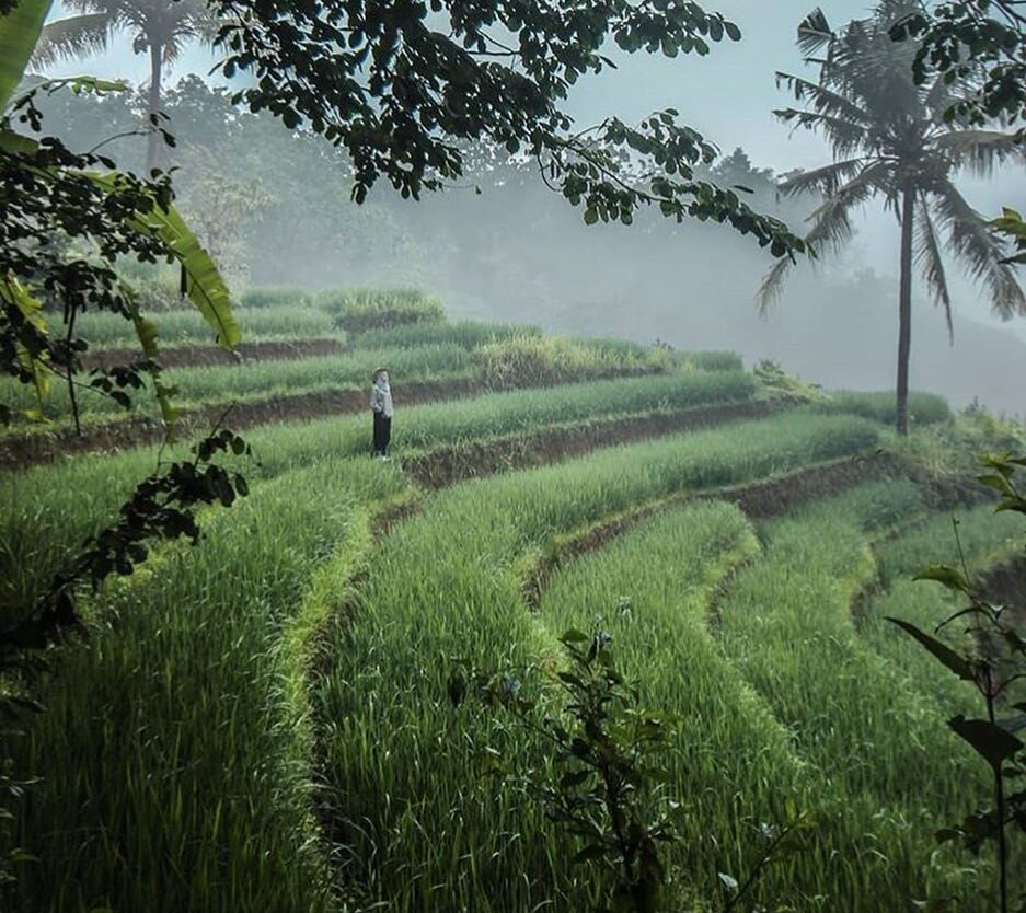 #explorejogja photo today by  taken around Persawahan Dlingo, Bantul....