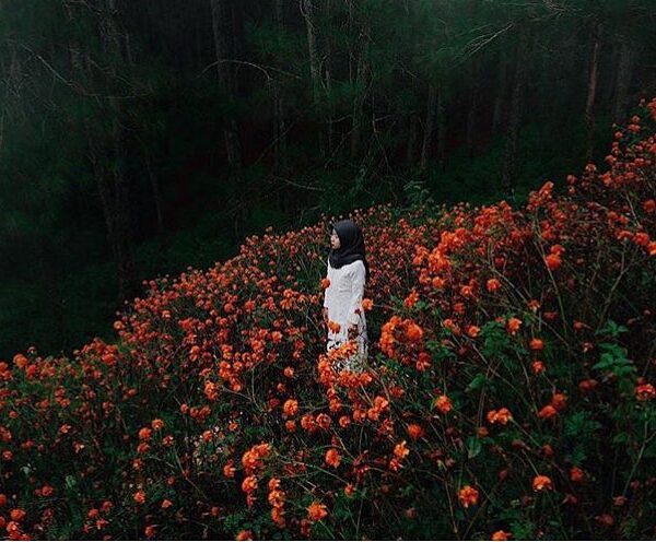 #explorejogja photo today by  taken around Hutan Pinus Dlingo, Bantul....
