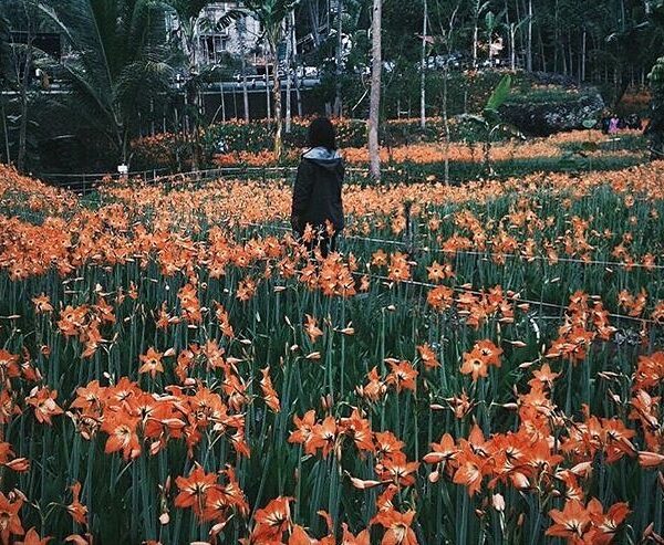 #explorejogja photo today by  taken at Taman Bunga Amarilis, Patuk.

___________...