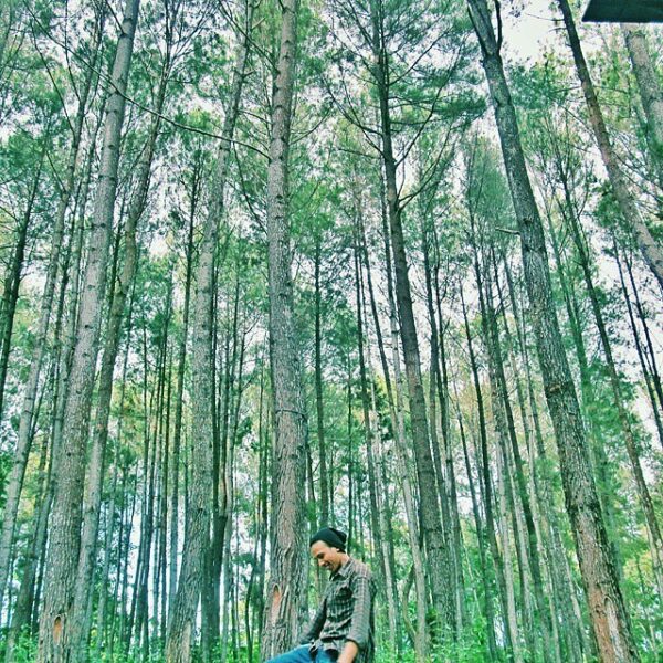Photo today by  taken at hutan pinus samparona. #explorebaubau #travelingindones...