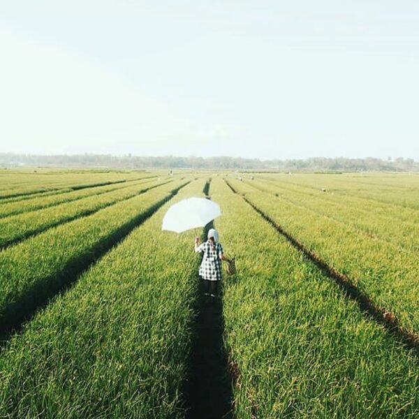 #explorejogja photo today by  taken around Kretek, Bantul....