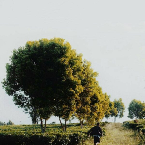#exploresukabumi photo by  taken at Kebun Teh Selabintana, #Sukabumi...