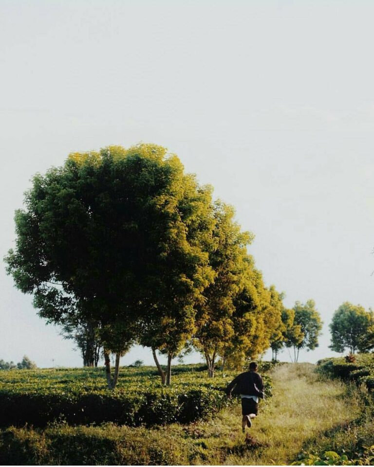 #exploresukabumi photo by  taken at Kebun Teh Selabintana, #Sukabumi...