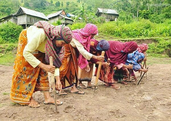 #explorebima_culture Photo today by  
Sagele Dan Arugele

Tradisi menanam yang d...