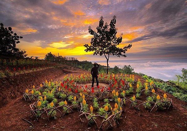 #explorejogja photo today by  taken around Kawasan Hutan Pinus Dlingo, Bantul....