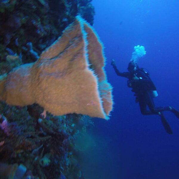 #explorealor Photo today by  Taken around at Alor, Nusa Tenggara Timur
#alor
#al...