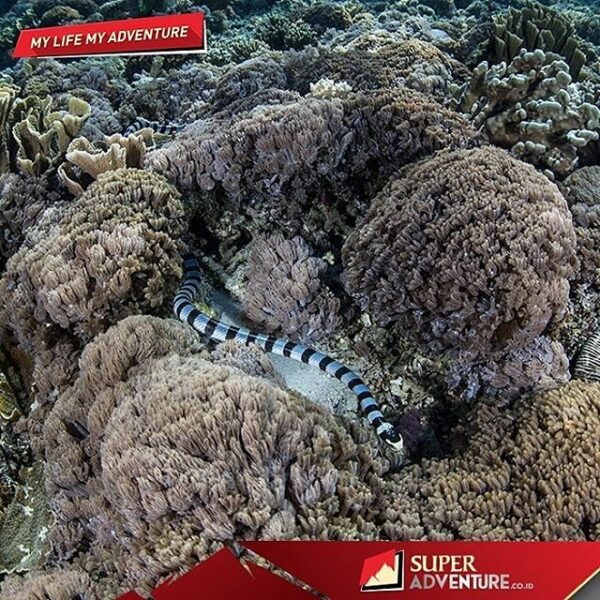 #explorebima Photo today by  taken at Ular Island Wera
#exploreindonesia...