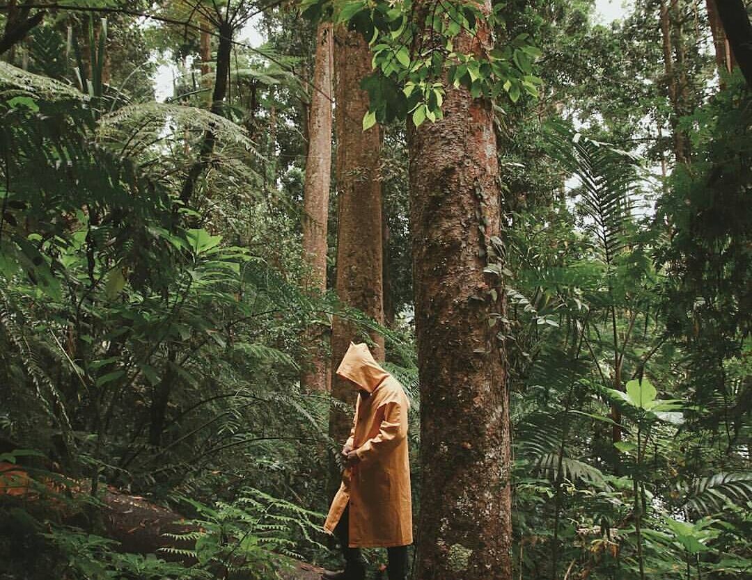 #exploresukabumi photo by  taken at Taman Nasional Gunung Gede-Pangrango...