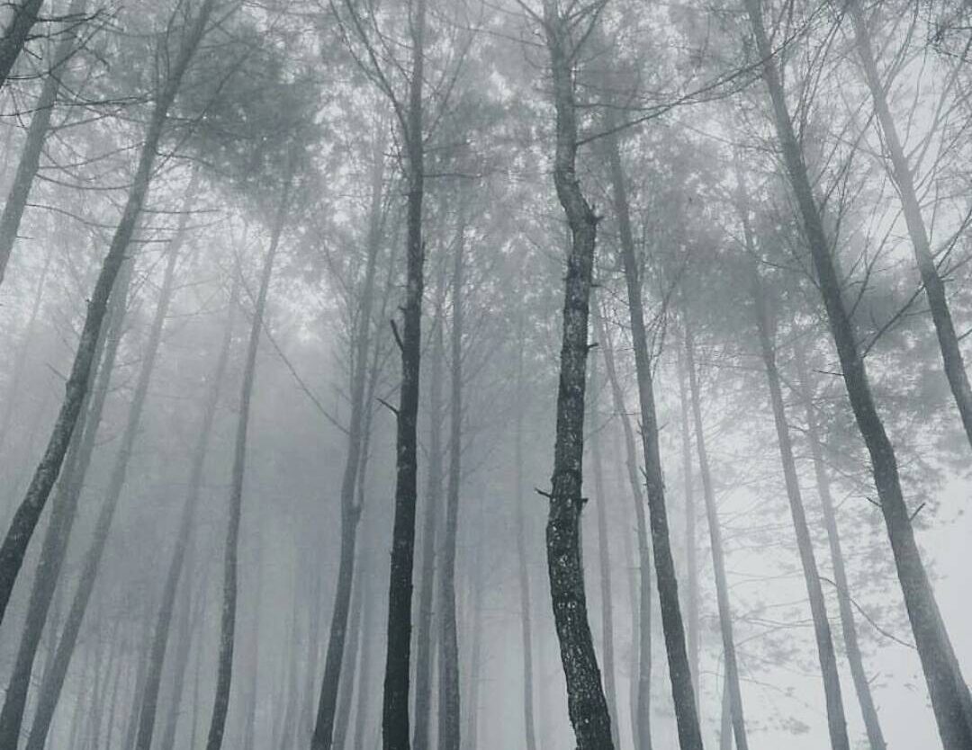 #exploresukabumi dreamy pine forest scene lensed at Sabak Hill by  Photo via ...