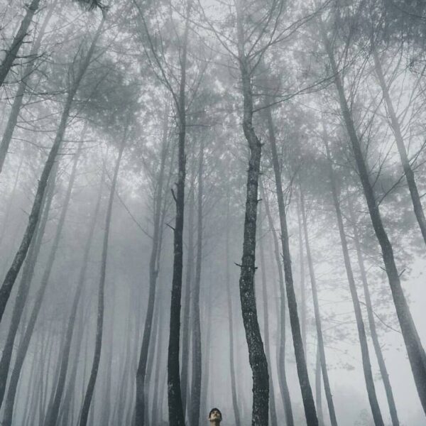#exploresukabumi dreamy pine forest scene lensed at Sabak Hill by  Photo via ...