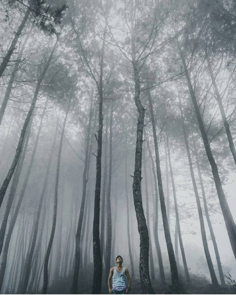 #exploresukabumi dreamy pine forest scene lensed at Sabak Hill by  Photo via ...