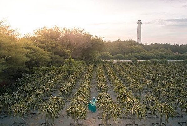 #explorejogja photo today by  taken around Pantai Pandansari, Bantul....