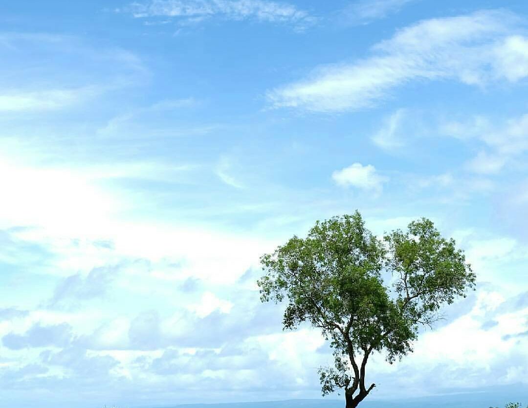 #exploresukabumi photo by  featuring a solo tree at Palangpang Beach, #ciletuhpa...