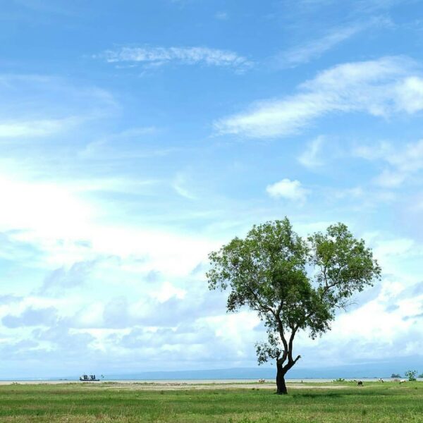 #exploresukabumi photo by  featuring a solo tree at Palangpang Beach, #ciletuhpa...
