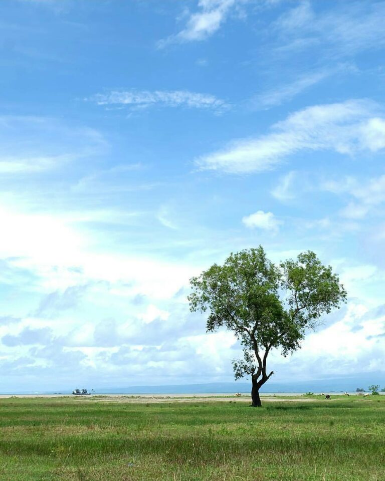 #exploresukabumi photo by  featuring a solo tree at Palangpang Beach, #ciletuhpa...