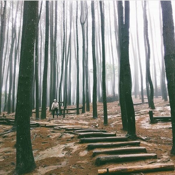 #explorejogja photo today by  taken at Hutan Pinus, Dlingo, Bantul....