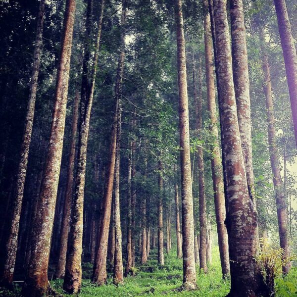 #exploresukabumi photo by  taken at Taman Nasional Gunung Halimun Salak...