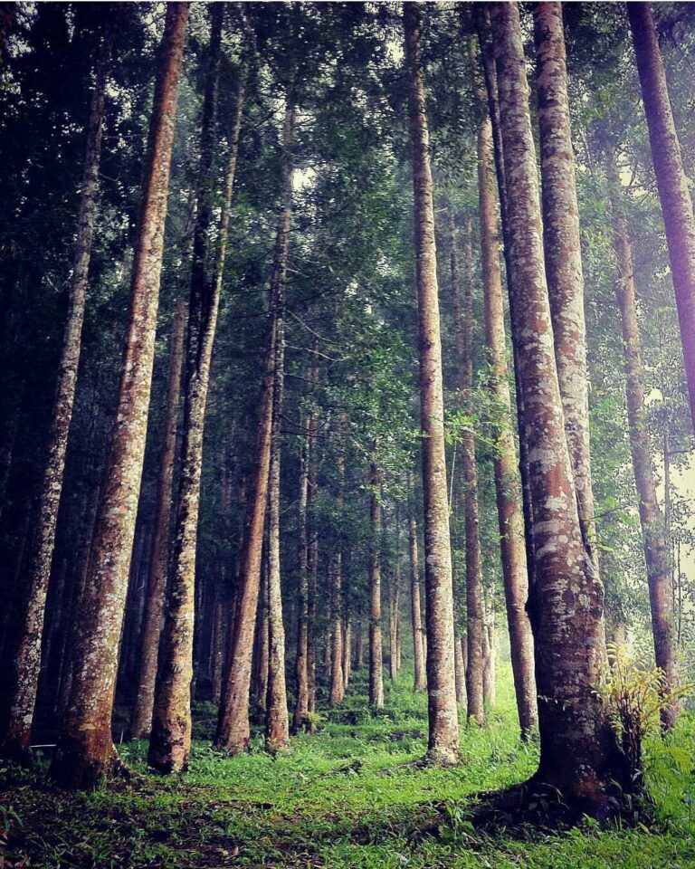 #exploresukabumi photo by  taken at Taman Nasional Gunung Halimun Salak...
