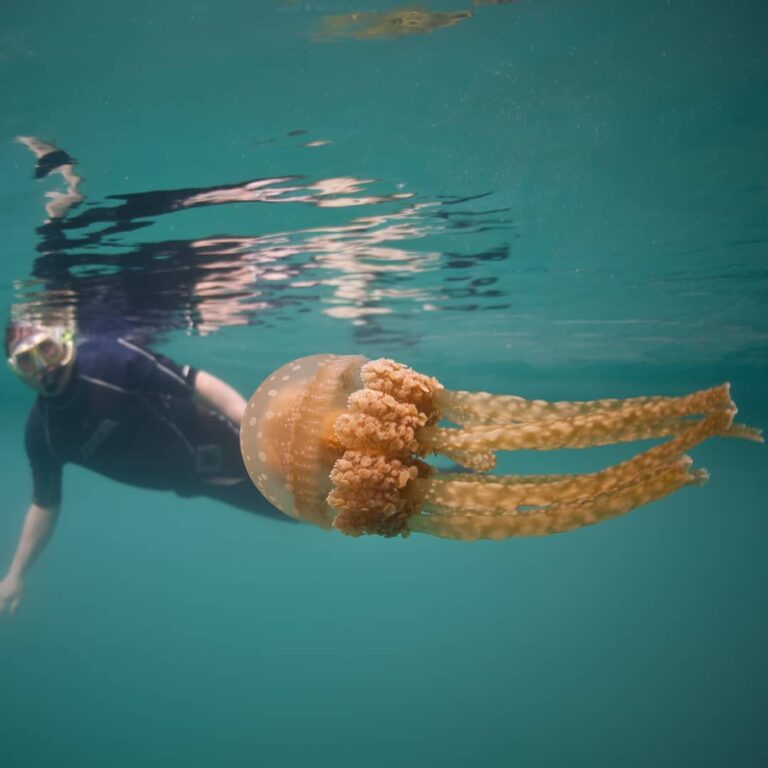 Ada yang berani berenang bersama ubur-ubur? Pasti terdengar menyeramkan dan taku...