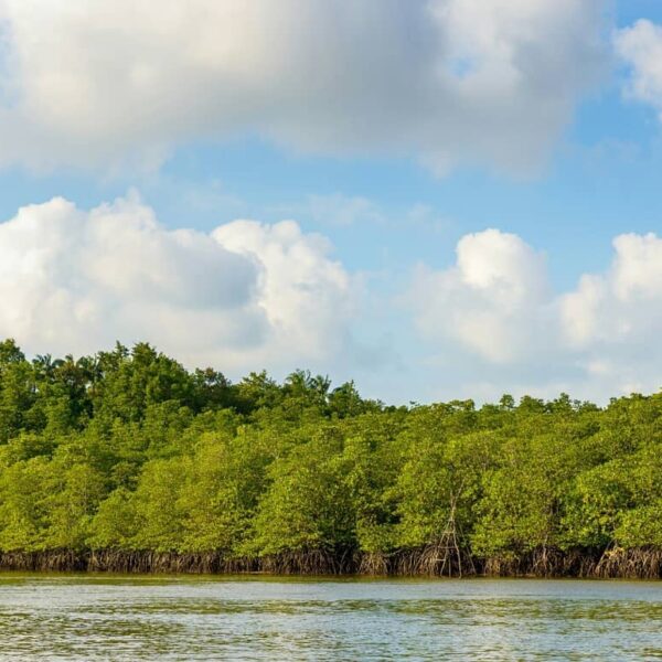 Bagaimana? Tertarik mengunjungi  Hutan Mangrove, Bintan? Jangan lupa ajak keluar...