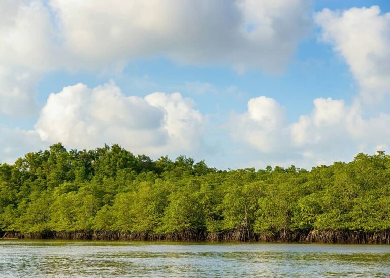 Bagaimana? Tertarik mengunjungi  Hutan Mangrove, Bintan? Jangan lupa ajak keluar...