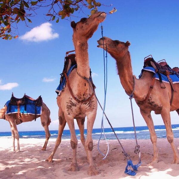 Cara unik menikmati pesona pantai di Nusa Dua Bali - Bali Camel Safari di Nusa D...