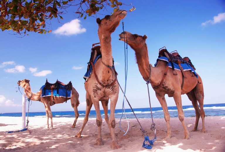 Cara unik menikmati pesona pantai di Nusa Dua Bali - Bali Camel Safari di Nusa D...