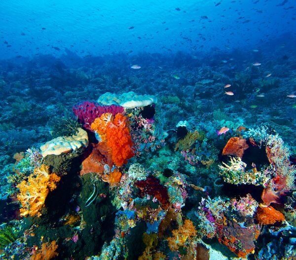 Di Nusa Tenggara Timur, kita tidak hanya dapat melihat pantai-pantai yang indah ...