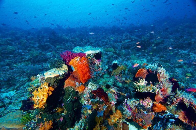 Di Nusa Tenggara Timur, kita tidak hanya dapat melihat pantai-pantai yang indah ...