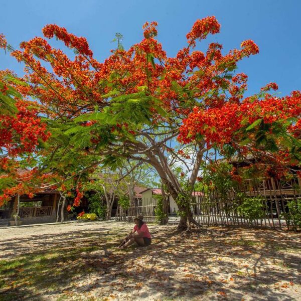 Di bawah langit biru yang lembut, merah merona pohon flamboyan terpancar. Kesela...