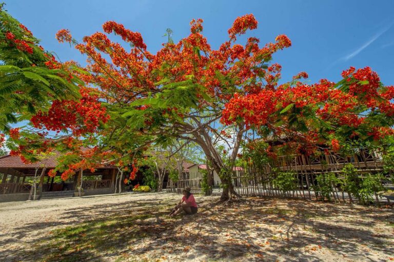 Di bawah langit biru yang lembut, merah merona pohon flamboyan terpancar. Kesela...