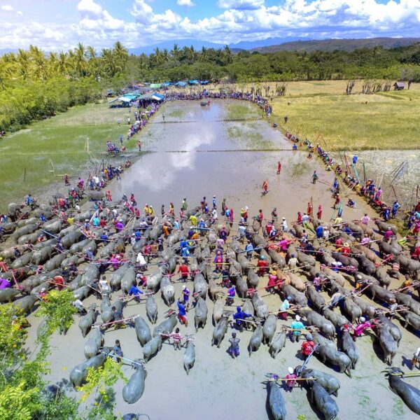 Di perkotaan ada balap motor. Nah, di Sumbawa ada balapan kerbau atau Barapan Ke...