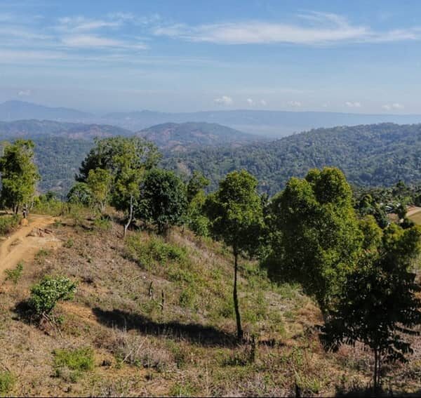 Gorontalo punya objek wisata Hutan Pinus Dulamayo yang pas untuk menikmati bangu...