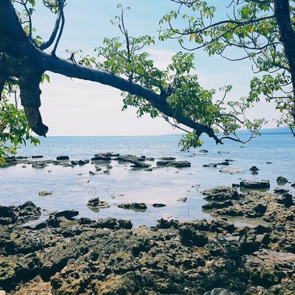 Hijaunya daun di ranting dan birunya air di laut. Selamat tinggal long weekend d...