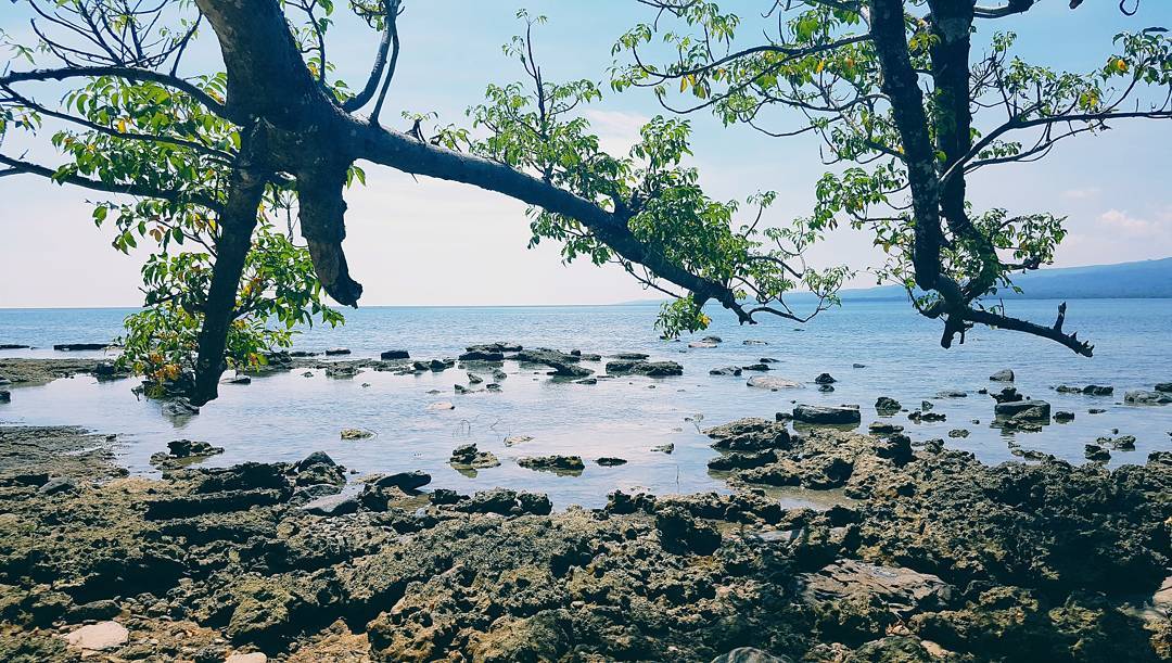 Hijaunya daun di ranting dan birunya air di laut. Selamat tinggal long weekend d...